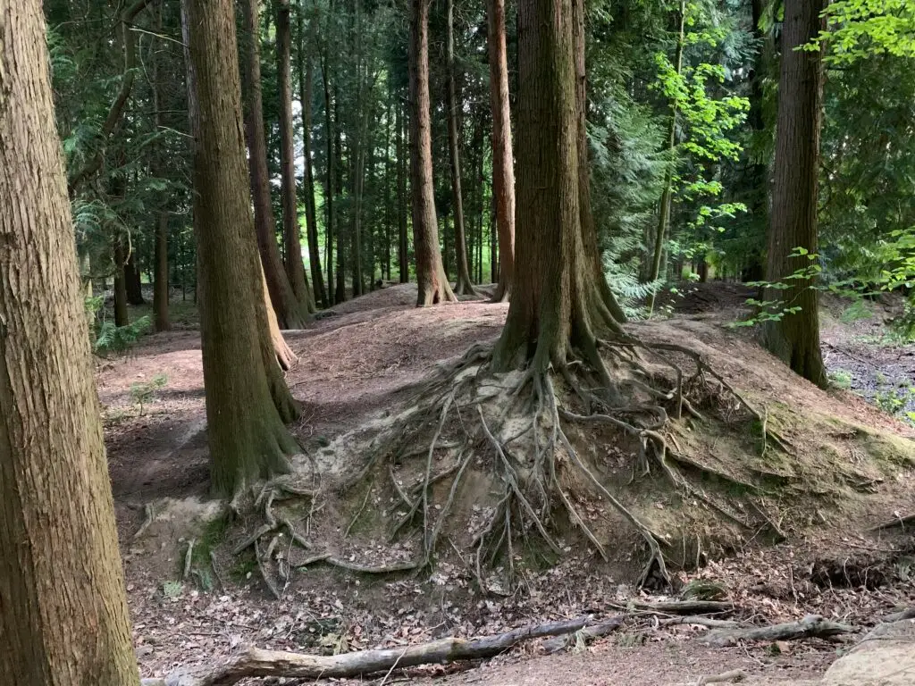 In diesem spirituellen Rückzugsort Alpen ragen hohe Bäume mit freiliegenden Wurzeln aus einem hügeligen, erdigen Waldboden. Das Sonnenlicht dringt durch das dichte grüne Laub und erhellt friedliche Flecken für alle, die Ruhe und Naturnähe suchen.