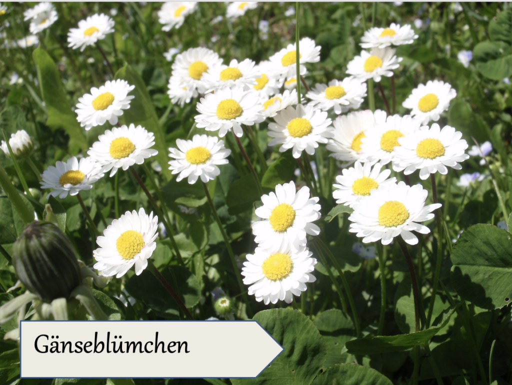 Nahaufnahme von weißen Gänseblümchen mit gelber Mitte, die auf einer grünen Wiese blühen. Auf einem Etikett im Vordergrund steht "Gänseblümchen", das für die Verwendung in der Bio Heilkräuter Wildsammlung und den Blütenessenzen bekannt ist.