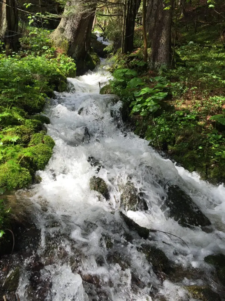 Ein kleiner Bach mit klarem Wasser plätschert über moosbewachsene Felsen in einem sonnenbeschienenen Wald - ein idyllischer Kraftort Steiermark und Spiritueller Rückzugsort Alpen, wo hohe Bäume die Ufer säumen und das Sonnenlicht durch die Äste fällt.