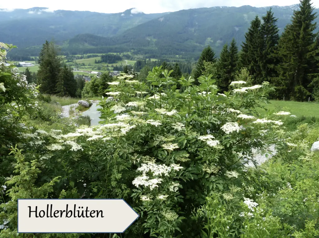 Ein üppig blühender Holunderstrauch (Hollerblüten) steht im Vordergrund einer malerischen Salzkammergut-Landschaft. Auf einem Schild steht "Hollerblüten" - perfekt für alle, die Naturheilkunde Salzkammergut oder Blütenessenzen alkoholfrei suchen.