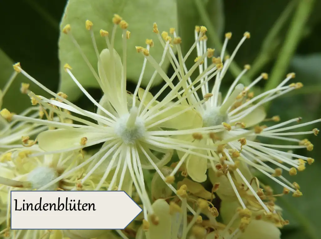 Nahaufnahme von blassgelben Lindenblüten mit langen Staubgefäßen und grünen Blättern im Hintergrund. Ideal für Blütenessenzen alkoholfrei oder Naturheilkunde Salzkammergut. Ein Etikett in der unteren linken Ecke lautet "Lindenblüten.