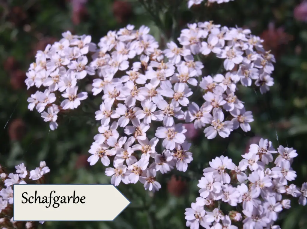 Nahaufnahme von Büscheln kleiner, hellrosa Blüten mit zarten Blütenblättern. Auf einem weißen Etikett steht "Schafgarbe", was auf die Schafgarbe (Achillea millefolium) hinweist, die häufig in Blütenessenzen alkoholfrei von Bio Heilkräuter Wildsammlung verwendet wird. Das grüne Laub ist dahinter verschwommen.