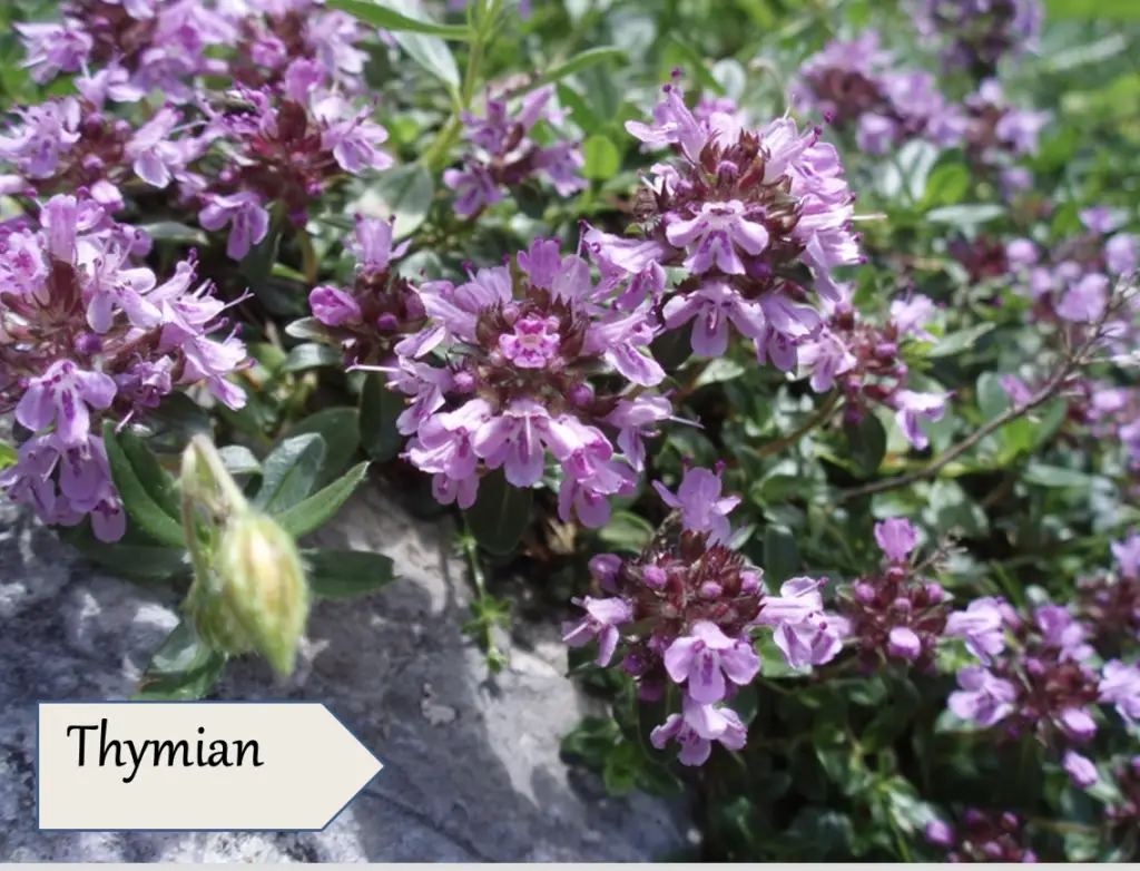 Die kleinen, violetten Thymianblüten wachsen dicht zwischen den grünen Blättern. Ein Textetikett in der Ecke lautet "Thymian". Die Blüten, die oft in Blütenessenzen und Naturheilkunde Salzkammergut verwendet werden, ruhen vor einem grauen Steinhintergrund.
