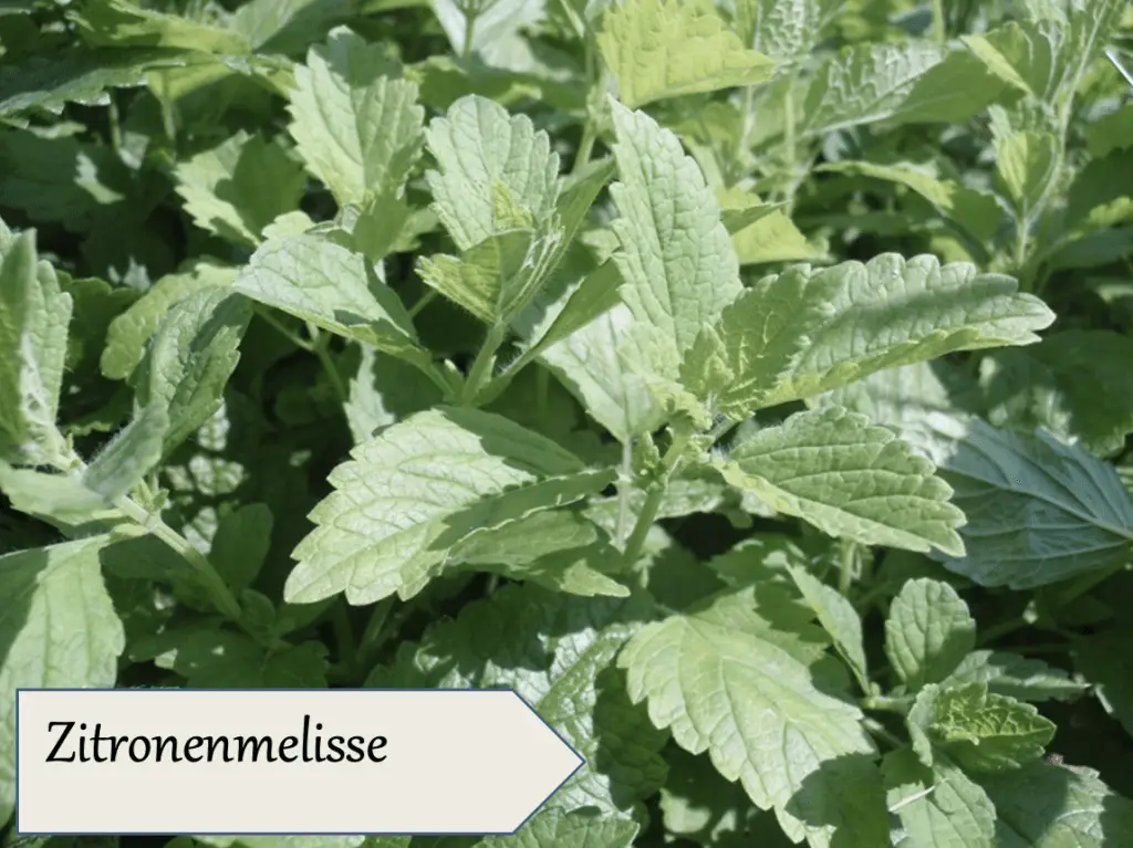 Nahaufnahme von leuchtend grünen Blättern der Zitronenmelisse, die im Freien wachsen, beschriftet mit dem deutschen Namen der Pflanze und dem Hinweis auf ihre Verwendung in der Bio Heilkräuter Wildsammlung und Blütenessenzen alkoholfrei.