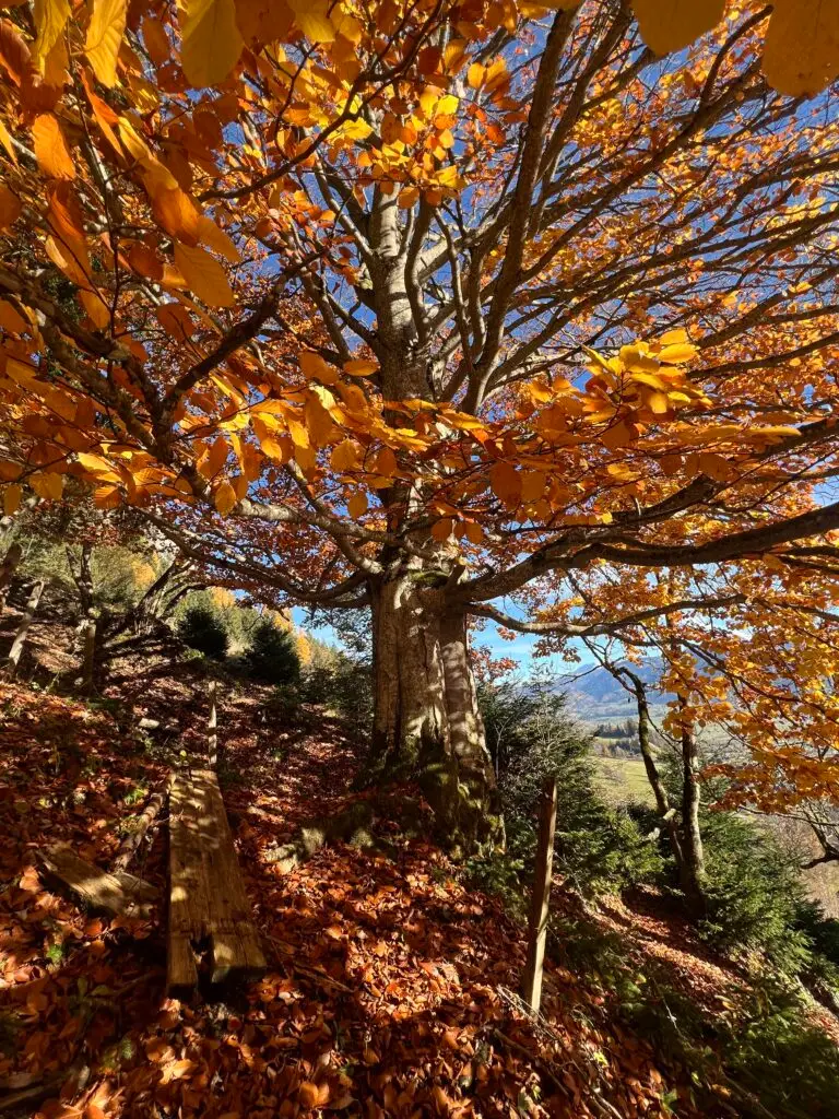 Ein großer Baum mit leuchtend orangefarbenen Herbstblättern steht an einem sonnenbeschienenen Hang in der Nähe der Lichtquellalm. Abgefallene Blätter bedecken den Boden, und in der Nähe steht eine kaputte Holzbank. Immergrüne Bäume und entfernte Hügel vervollständigen diese ruhige Szene.