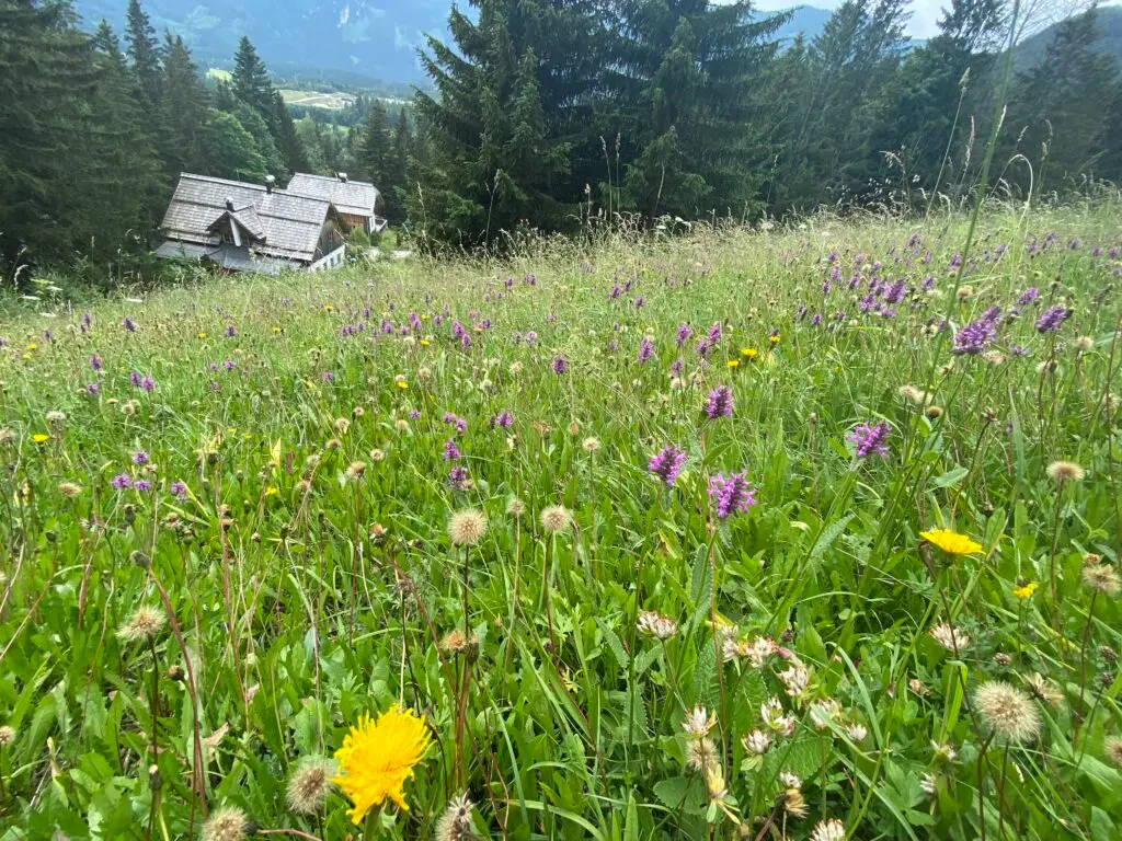 Eine üppige Bergwiese mit gelben und violetten Wildblumen, inspiriert von Blütenessenzen, im Vordergrund. Ein gemütliches Haus mit schrägem Dach schmiegt sich an die hohen Kiefern der Lichtquellalm, während sich in der Ferne neblige Berge erheben.