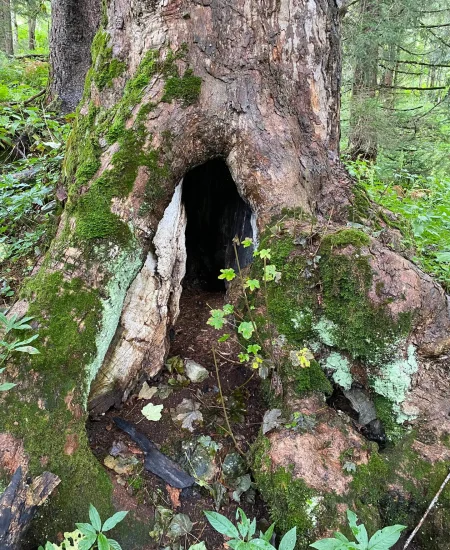 Ein großer Baumstamm mit einer hohlen Öffnung an der Basis, umgeben von grünem Moos und Waldpflanzen in einem üppigen Waldgebiet, erinnert an die natürliche Harmonie, die von Dr. Töths Blütenessenzen und Licht-Quanten Forschung gefeiert wird.