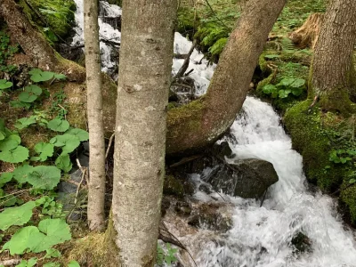Ein kleiner, schnell fließender Bach fließt in Kaskaden durch einen üppigen grünen Wald, umgeben von Felsen, Moos und grünen Pflanzen, mit hohen Bäumen auf beiden Seiten - eine Szene, die an Dr. Töths Inspiration für seine Blütenessenzen erinnert.