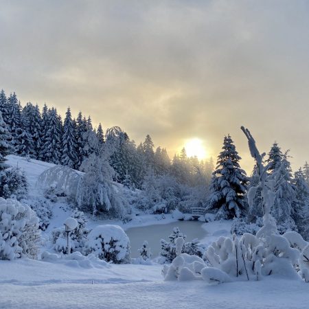 Schneebedeckte Bäume und Sträucher umgeben einen zugefrorenen Teich bei Sonnenaufgang oder Sonnenuntergang, wobei das sanfte Sonnenlicht durch den wolkenverhangenen Himmel bricht - eine ideale Szene für einen Urlaub mit Kachelofen in einer einsamen Berghütte in der Steiermark, die eine friedliche Winterlandschaft schafft.