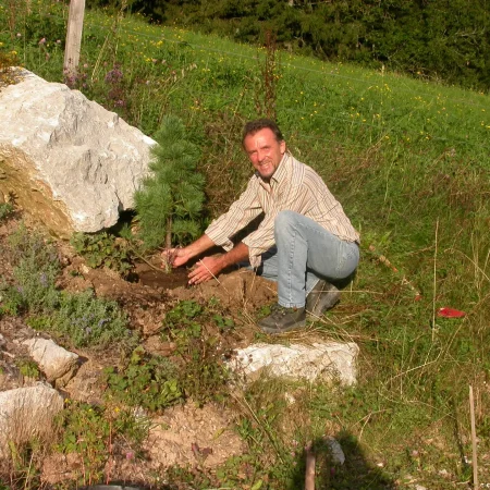 Ein Mann in gestreiftem Hemd und Jeans kniet im Freien auf einem grasbewachsenen Hügel und pflanzt im hellen Sonnenlicht eine kleine Kiefer in der Nähe großer Felsen - eine Szene der Biologischen Almwirtschaft, umgeben von Grün und Wildblumen.
