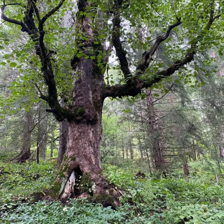 Ein großer, alter Baum mit dickem Stamm und breiten, moosbewachsenen Ästen steht in einem üppigen, grünen Wald, der an die friedliche Umgebung erinnert, in der sich Dr. Töth während seiner Licht-Quanten-Forschungsseminare oft aufhält.