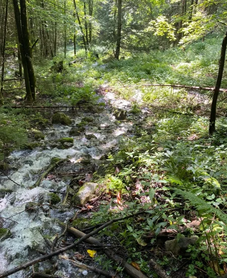 Ein kleiner Bach fließt durch einen üppigen, grünen Wald, in dem das Sonnenlicht durch die Bäume bricht. Farne und verschiedene Pflanzen wachsen dicht am Ufer, wo von Dr. Töth und der Licht-Quanten Forschung inspirierte Blütenessenzen die Luft zu erfüllen scheinen.